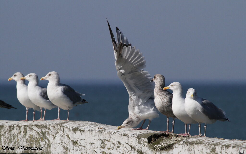 European Herring Gulladult, Behaviour