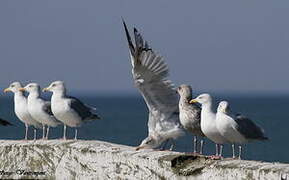 European Herring Gull