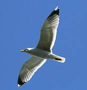 Yellow-legged Gull