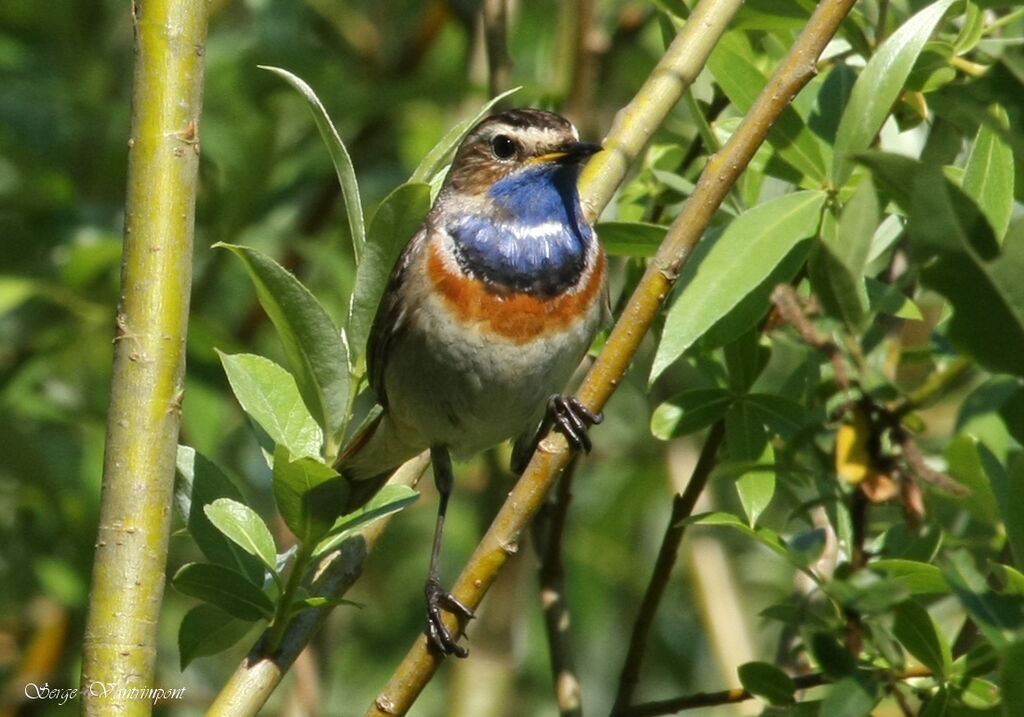 Bluethroatadult, identification