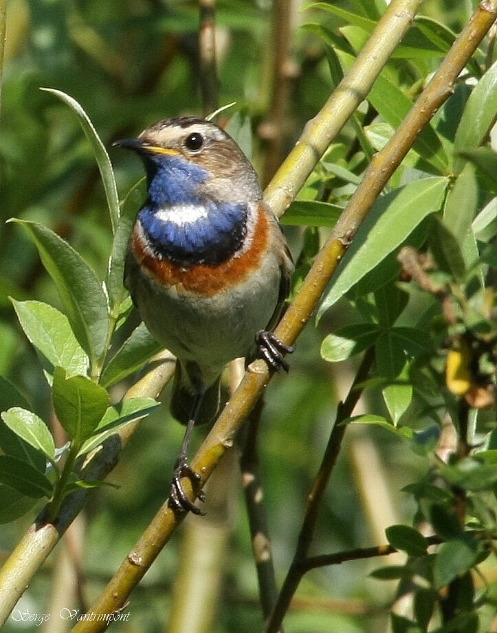 Gorgebleue à miroiradulte, identification