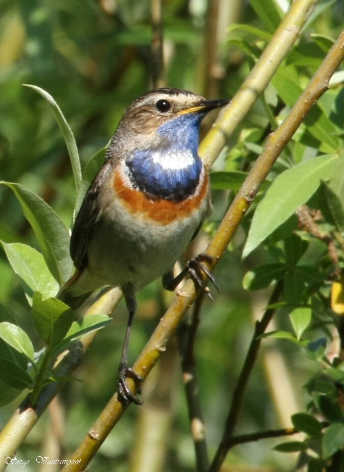 Gorgebleue à miroiradulte, identification