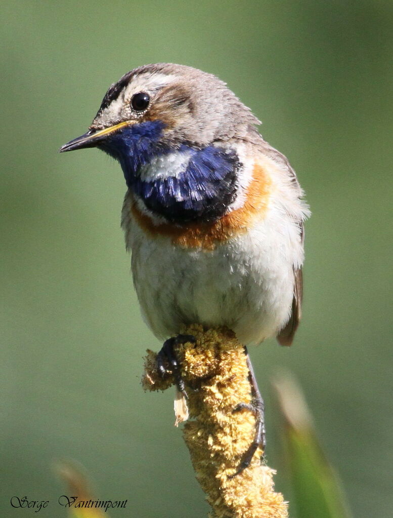 Gorgebleue à miroiradulte, Comportement