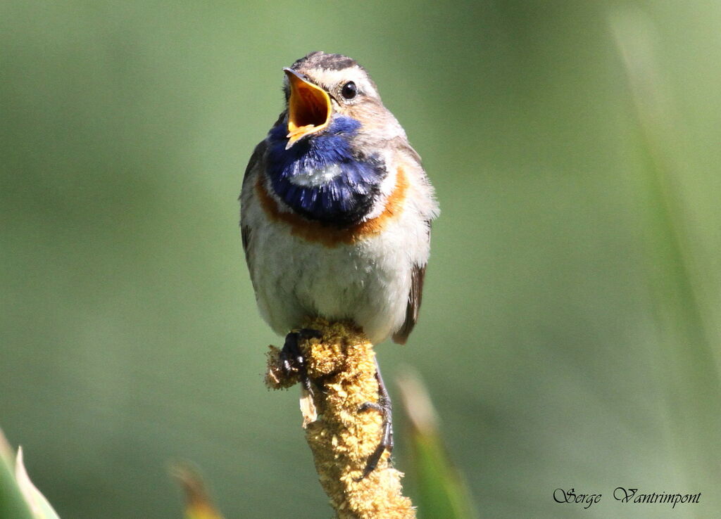 Gorgebleue à miroiradulte, chant