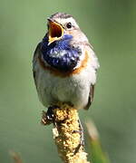 Bluethroat