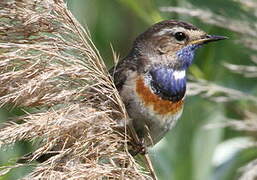 Bluethroat