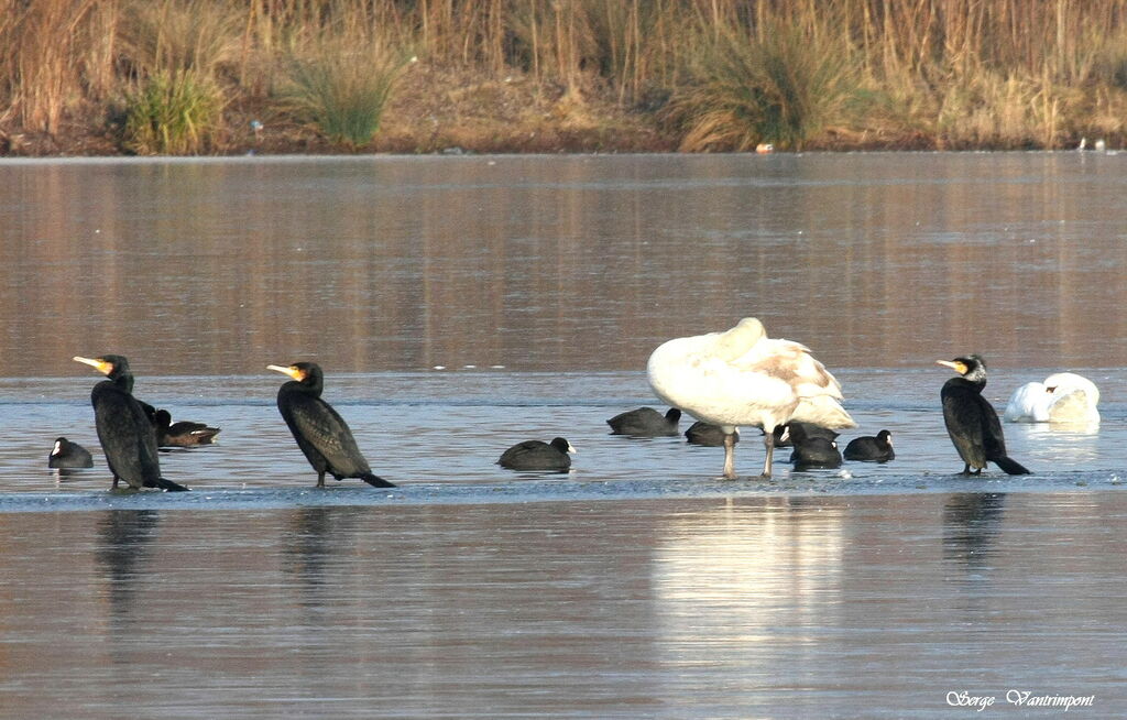 Grand Cormoranadulte internuptial, identification, Comportement