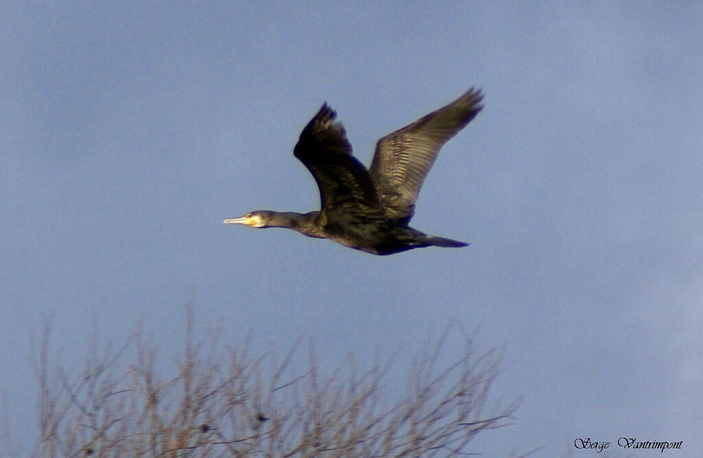 Great Cormorantadult post breeding, Flight