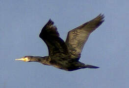 Great Cormorant