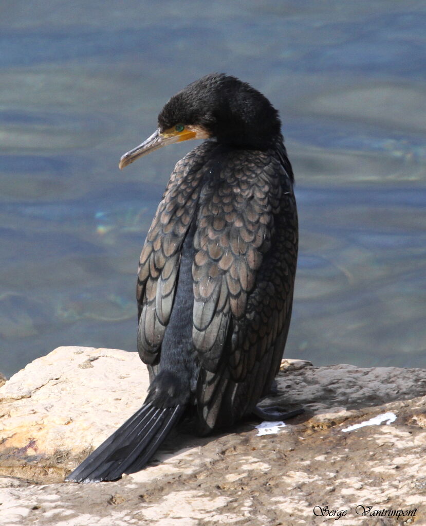 Grand Cormoranadulte, identification, Comportement