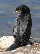 Great Cormorant