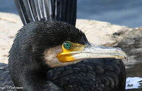 Great Cormorant