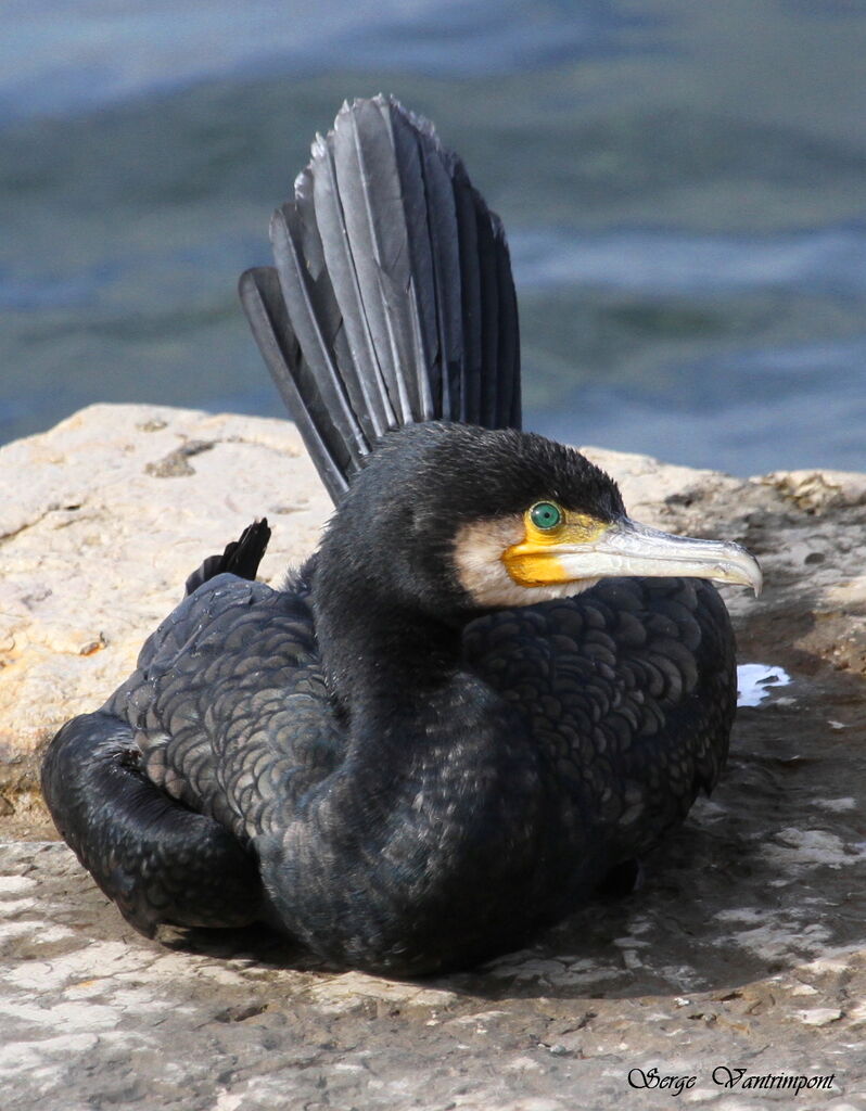 Grand Cormoranadulte, Comportement