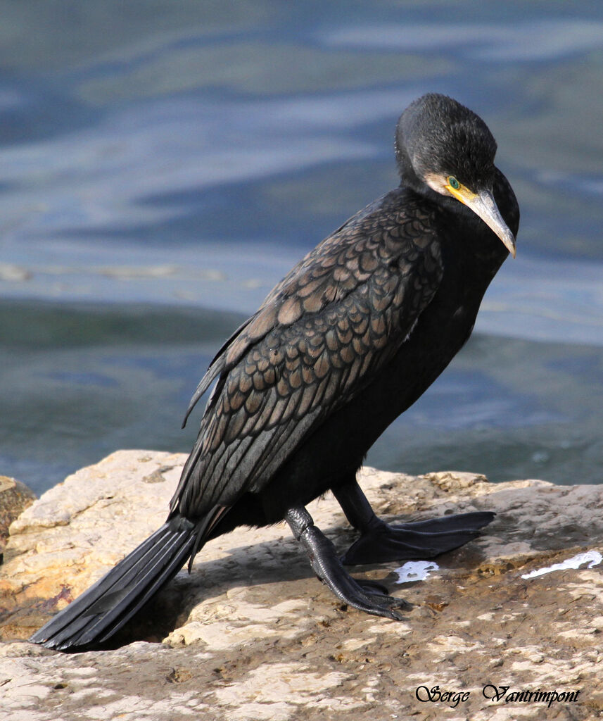 Grand Cormoranadulte, Comportement