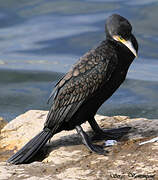 Great Cormorant