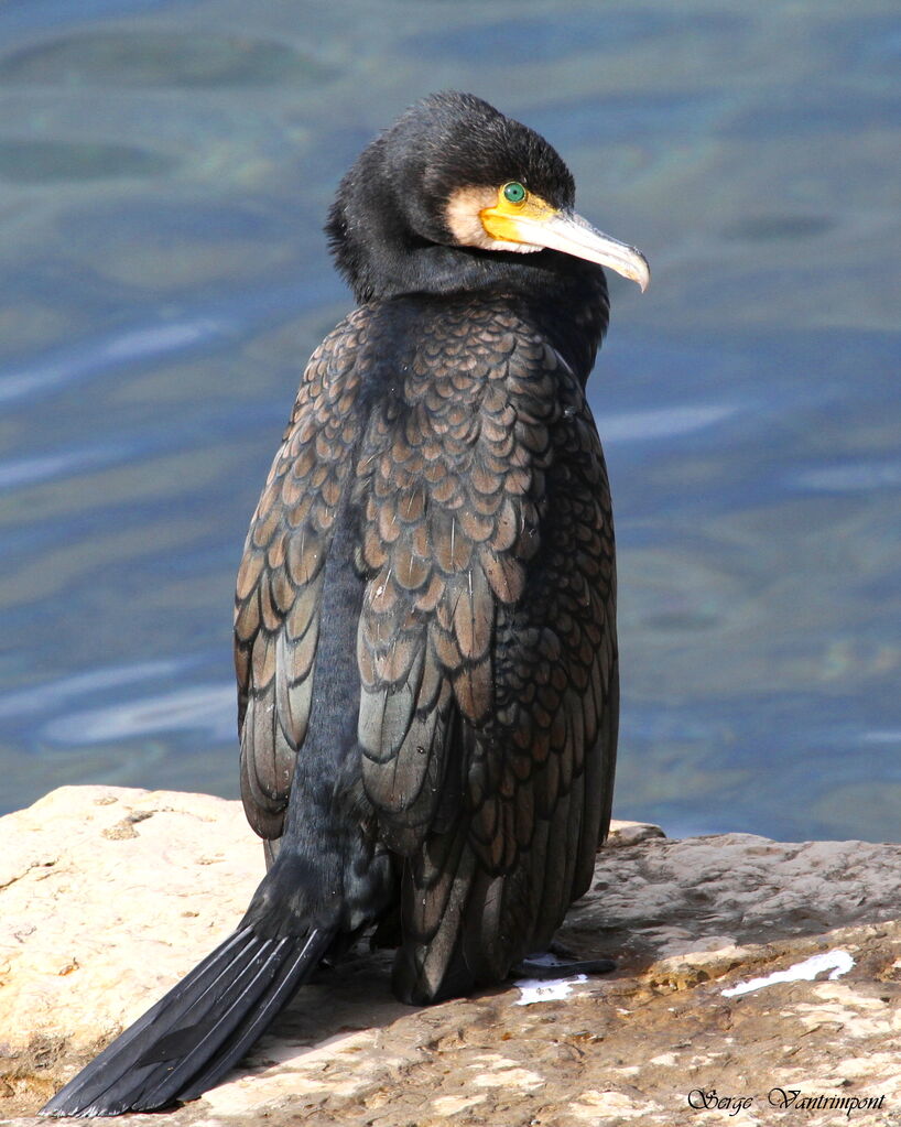 Grand Cormoranadulte, Comportement