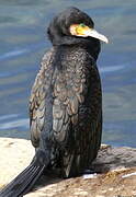 Great Cormorant