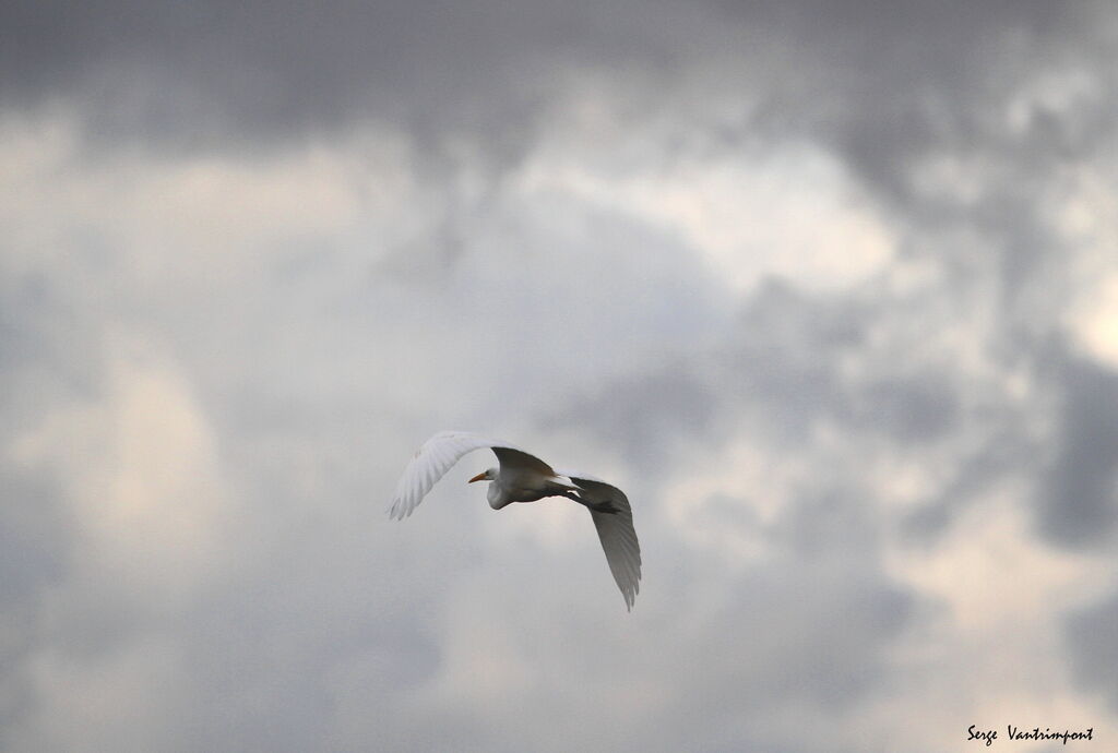 Great Egretadult, Flight