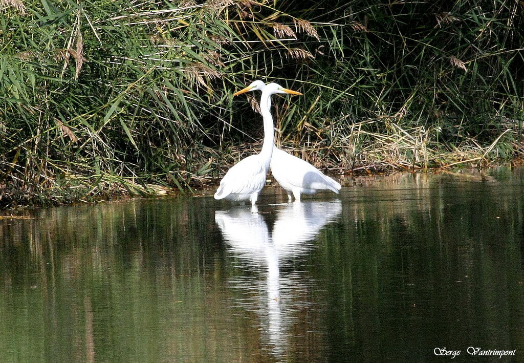 Great Egret, Behaviour