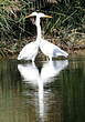 Grande Aigrette