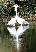 Great Egret