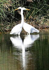 Grande Aigrette