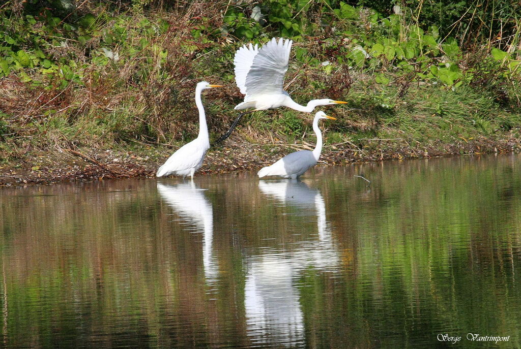 Grande Aigrette