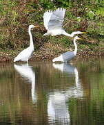 Grande Aigrette