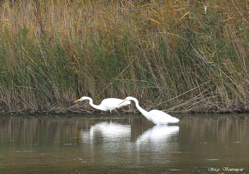 Grande Aigrette, Comportement