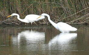 Grande Aigrette