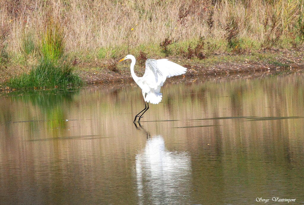 Great Egret, Flight