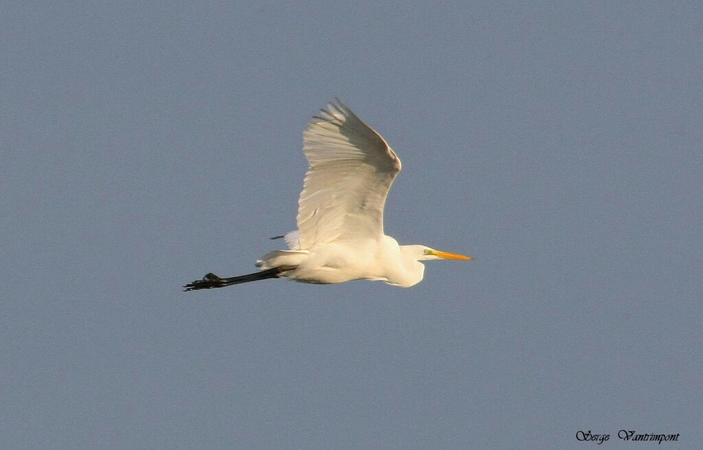 Great Egret, Flight