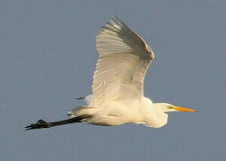 Grande Aigrette