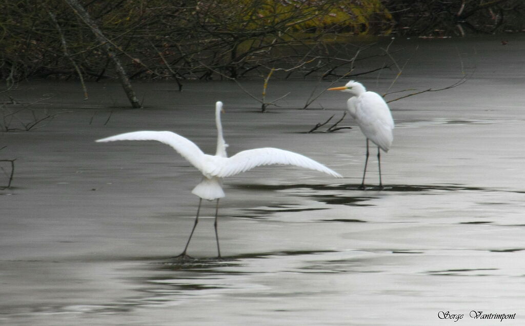 Great Egretadult post breeding, Flight