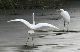 Grande Aigrette