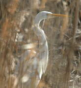 Grande Aigrette