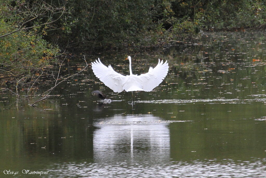 Great Egretadult, Behaviour