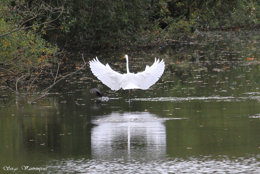 Great Egretadult, Behaviour