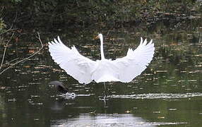 Great Egret