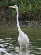 Grande Aigrette