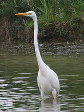 Grande Aigrette