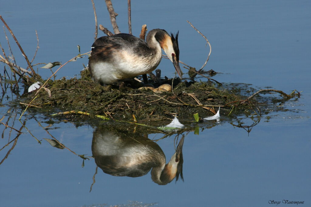 Great Crested Grebeadult, Reproduction-nesting