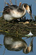 Great Crested Grebe