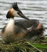 Great Crested Grebe