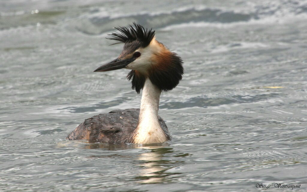 Great Crested Grebe