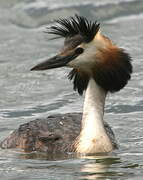 Great Crested Grebe