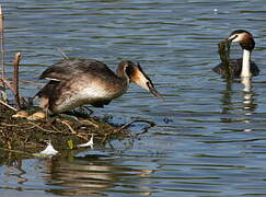 Great Crested Grebe