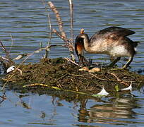 Great Crested Grebe