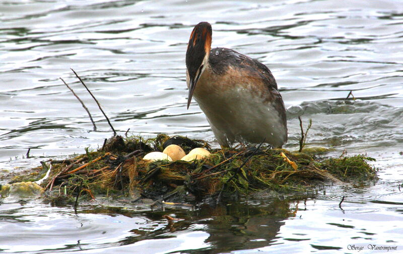 Great Crested Grebe female adult, Reproduction-nesting