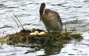 Great Crested Grebe